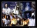 michael-jackson-21175.jpg